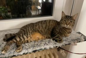 Alerte Disparition Chat Femelle, 6 ans Yutz France
