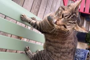 Alerte Disparition Chat Femelle, 6 ans Yutz France