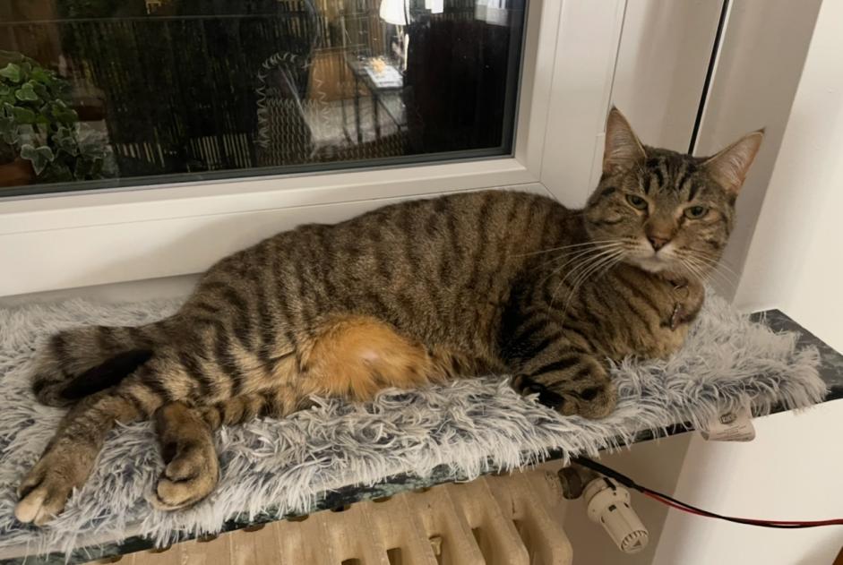 Alerte Disparition Chat Femelle , 6 ans Yutz France