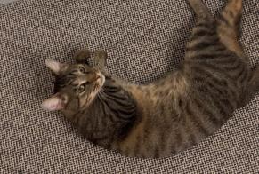 Alerte Découverte Chat Mâle, 2 ans Paris France