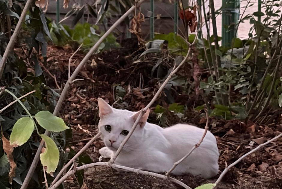 Alerte Découverte Chat Inconnu Paris France