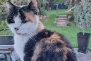 Alerte Découverte Chat Inconnu Sainte-Catherine France