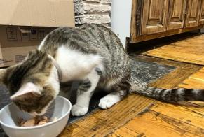 Alerte Découverte Chat croisement Mâle Aire-sur-l'Adour France