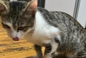 Alerte Découverte Chat croisement Mâle Aire-sur-l'Adour France