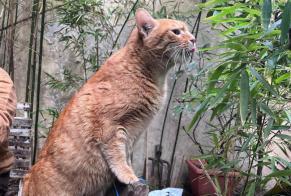 Alerte Disparition Chat Mâle, 13 ans Paris France