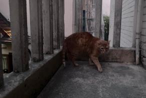 Alerte Disparition Chat Mâle, 13 ans Paris France
