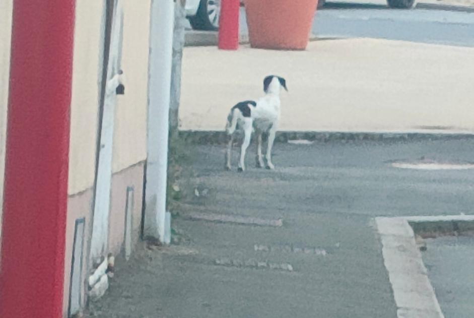 Alerte Découverte Chien croisement Inconnu Cossé-le-Vivien France