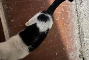 Alerte Découverte Chat Inconnu Marseille France