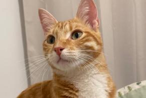 Alerte Disparition Chat croisement Femelle, 1 ans Plaine-d'Argenson France