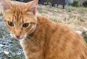 Alerte Disparition Chat croisement Femelle, 1 ans Plaine-d'Argenson France