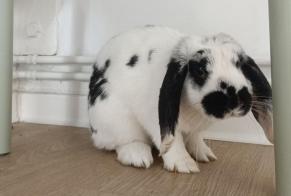Alerte Découverte Lapin Inconnu Villeneuve-d'Ascq France