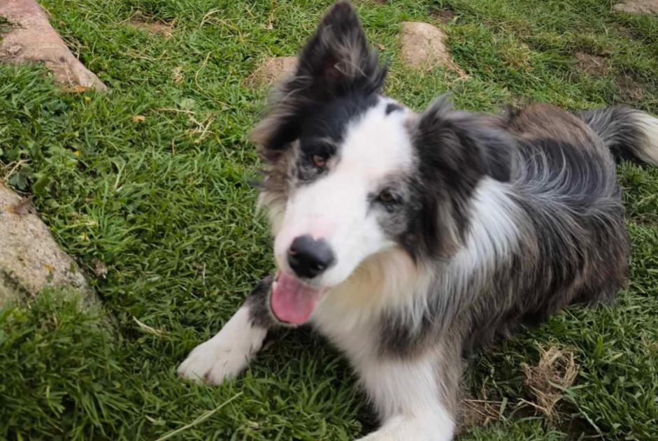 Alerte Disparition Chien  Mâle , 3 ans Saint-Félix-de-Rieutord France