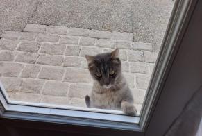 Alerte Découverte Chat Femelle Auchay-sur-Vendée France