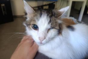Alerte Disparition Chat Mâle, 11 ans Les Mollettes France