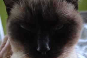 Alerte Disparition Chat Femelle, 1 ans Le Blanc-Mesnil France