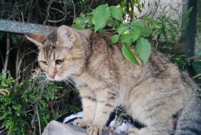Alerte Découverte Chat croisement Femelle Bourg-Beaudouin France