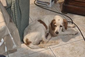 Alerte Découverte Chien Femelle, 12 ans Saint-Bauzille-de-Putois France