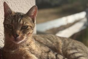 Alerte Disparition Chat croisement Mâle, 2 ans Saint-Alban France