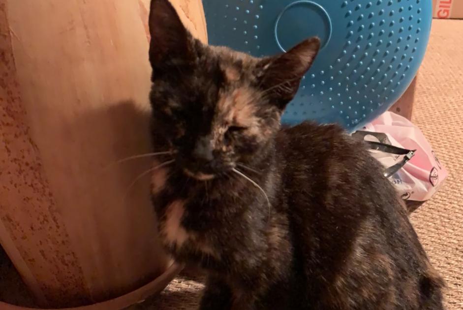 Alerte Découverte Chat Femelle Saint-Germain-sur-Avre France