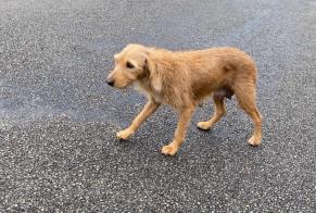 Alerte Découverte Chien Femelle Montceau-les-Mines France