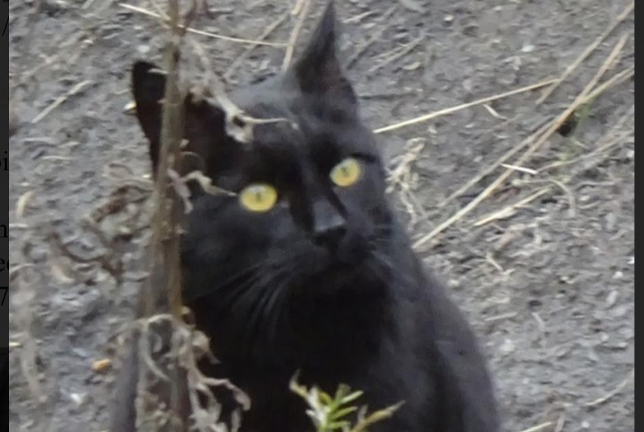 Alerte Disparition Chat Mâle , 15 ans Passy France