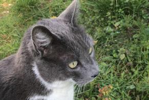 Alerte Disparition Chat croisement Mâle, 9 ans Saint-Clément-de-Rivière France