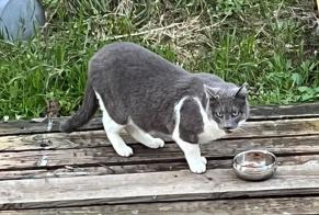 Alerte Disparition Chat croisement Mâle, 9 ans Saint-Clément-de-Rivière France