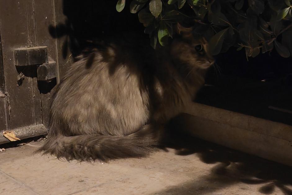 Alerte Découverte Chat Inconnu Levallois-Perret France