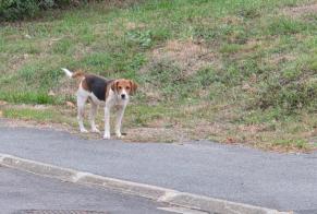 Alerte Découverte Chien Femelle Parigné-l'Évêque France