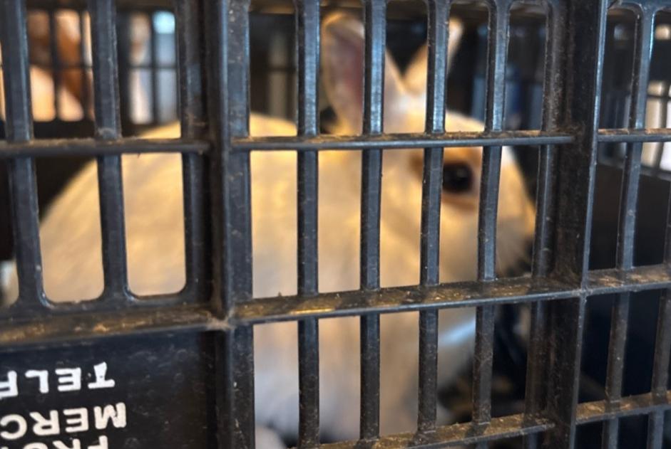 Alerte Découverte Lapin Inconnu Les Angles France
