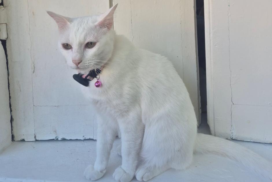 Alerte Disparition Chat  Femelle , 3 ans Le Vésinet France