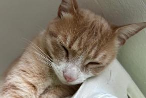 Alerte Disparition Chat croisement Mâle, 3 ans Bourg-lès-Valence France