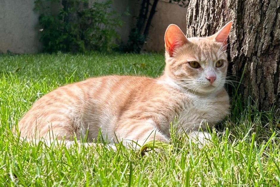 Alerte Disparition Chat croisement Mâle , 3 ans Bourg-lès-Valence France