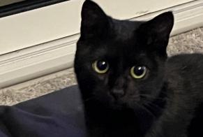 Alerte Disparition Chat Femelle, 2 ans Bordeaux France