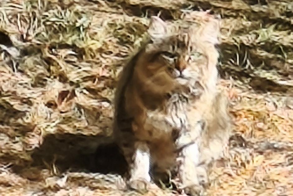 Alerte Découverte Chat croisement Inconnu Castres France
