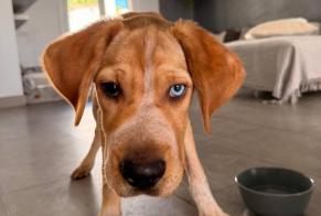 Alerte Découverte Chien Mâle Rognac France