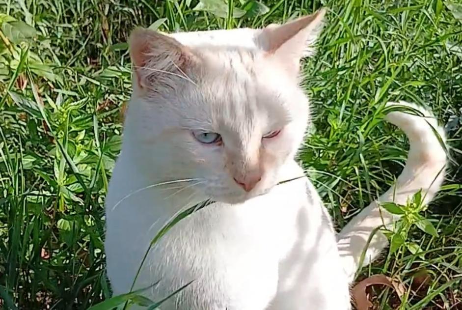 Alerte Découverte Chat Mâle Vénissieux France