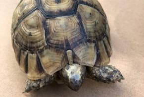 Alerte Découverte Tortue Inconnu Os-Marsillon France