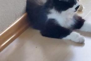 Alerte Disparition Chat Femelle, 3 ans Bénesse-Maremne France