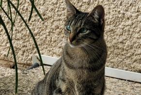 Alerte Disparition Chat Femelle, 3 ans Avrainville France