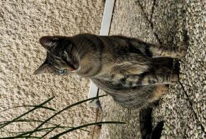 Alerte Disparition Chat Femelle, 3 ans Avrainville France