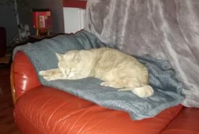 Alerte Disparition Chat Mâle, 19 ans Auxerre France