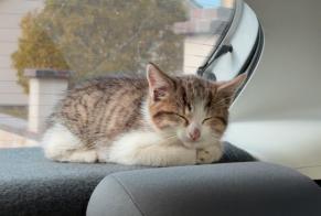 Alerte Découverte Chat Inconnu Ville-Houdlémont France