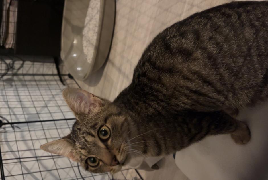 Alerte Découverte Chat  Femelle Moncoutant-sur-Sèvre France
