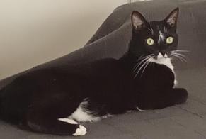 Alerte Disparition Chat Femelle, 3 ans Charmeil France