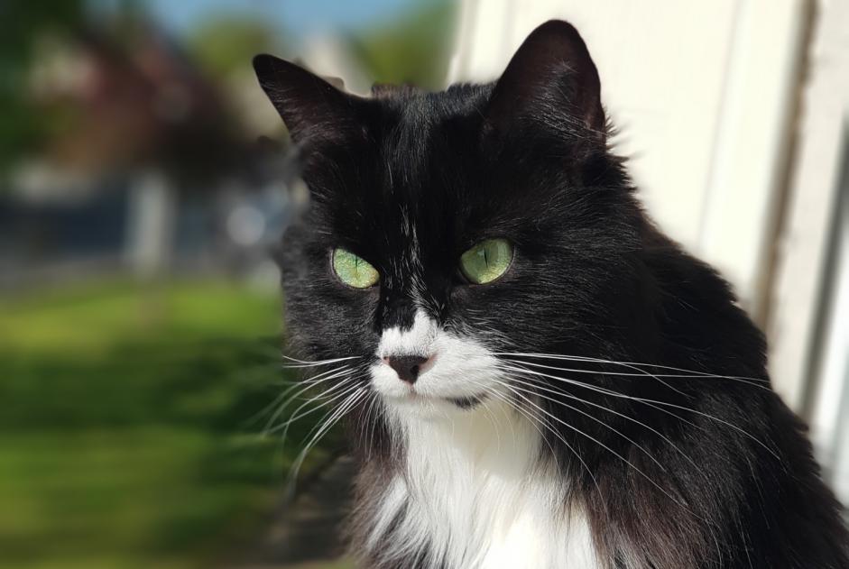 Alerte Disparition Chat croisement Mâle , 5 ans Épinay-sur-Orge France