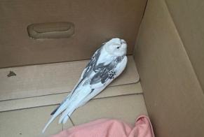 Alerte Découverte Oiseau Inconnu Fontenay-sous-Bois France
