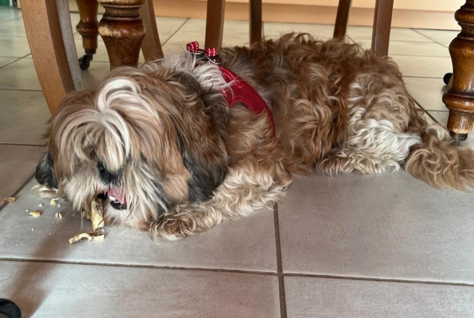 Alerte Découverte Chien  Femelle Avanne-Aveney France
