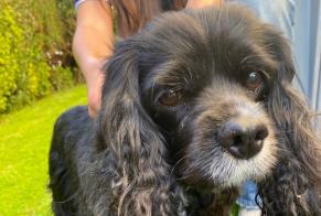Alerte Découverte Chien Femelle Coquelles France