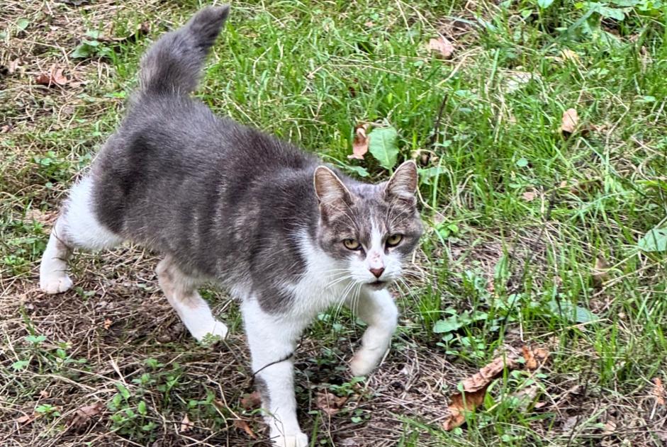 Alerte Découverte Chat Mâle Quédillac France
